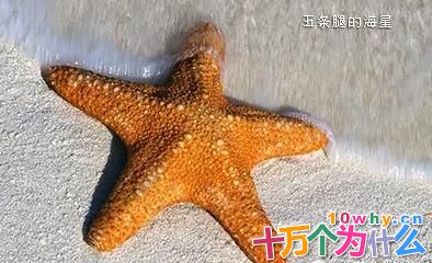 为什么没有三条腿的动物