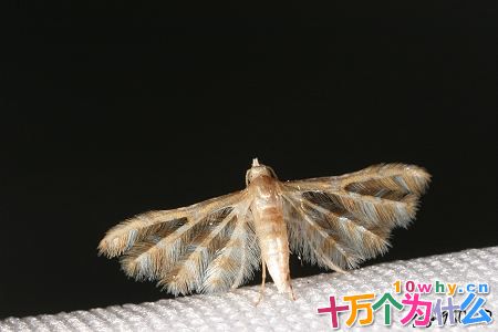 为什么全球“通缉”一只小蛾