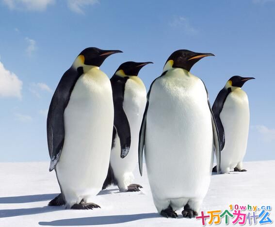 鸵鸟和企鹅为什么不会飞