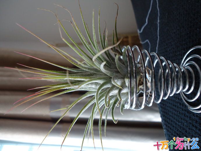 为什么有些植物放在空气中也能生存