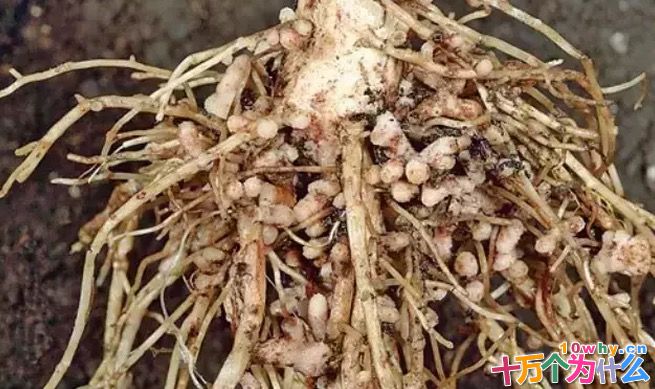 豆科植物的根部为什么会长小瘤子