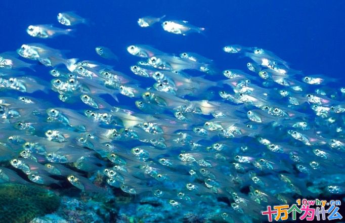 海水很咸，为什么海鱼肉却是淡的