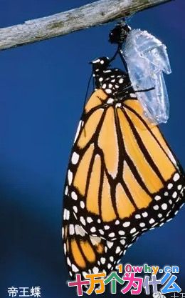 为什么转基因食品让人们忐忑不安