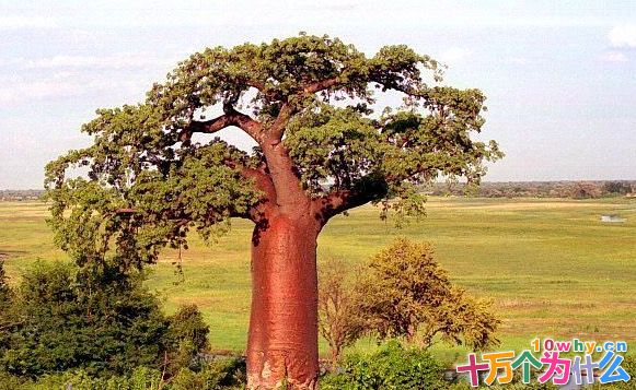 猴面包树为什么能生长在非洲大草原上