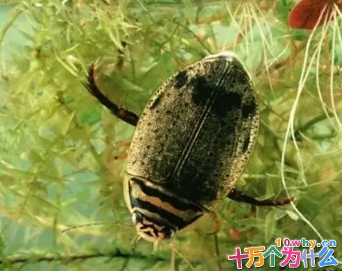 龙虱为什么能在水中呼吸