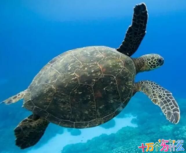 海龟是最长寿的海洋生物吗