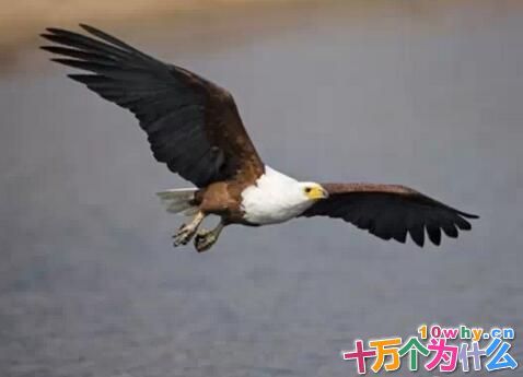 为什么鹰能从高空发现地面的小猎物