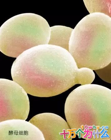 酵母细胞