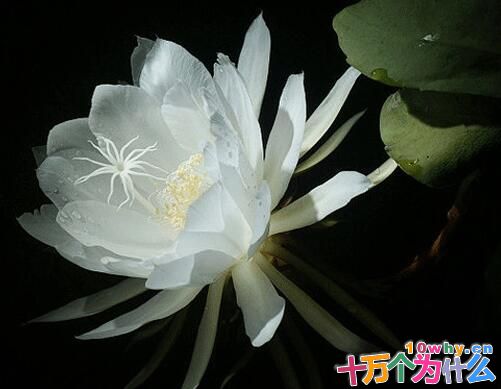 “昙花一现”是为了自我保护吗