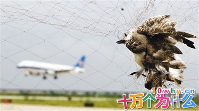 机场为什么要驱鸟