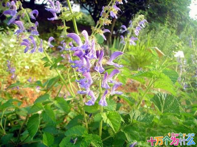 为什么中药丹参能治疗心血管疾病