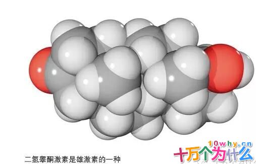 为什么男性比女性更容易秃头