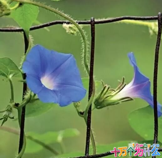 为什么牵牛花生长总是右旋而上