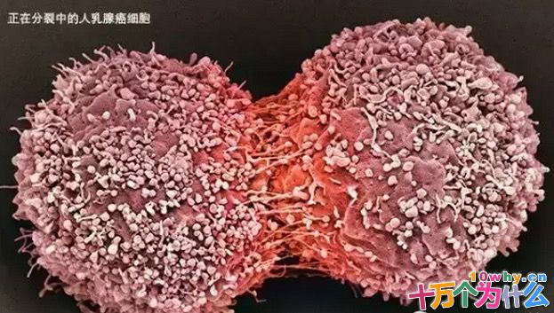 癌症为什么可怕