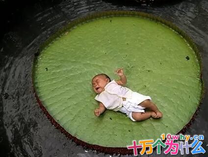 王莲的叶片上为什么能载小孩