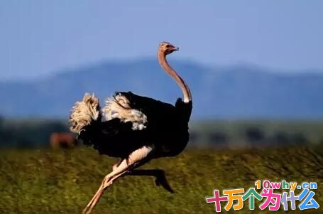 鸵鸟和企鹅为什么不会飞