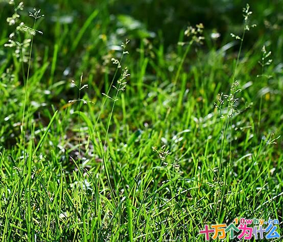 为什么绿色城市需要野草