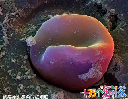 治疗疟疾的青蒿素是怎么发现的