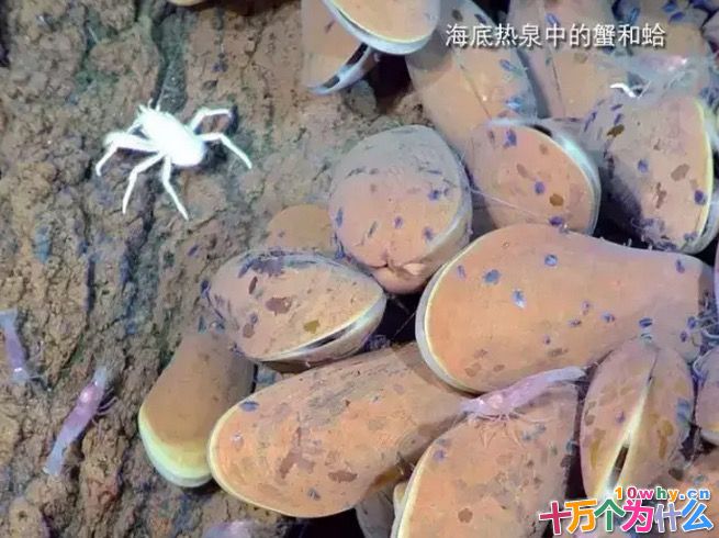 为什么天文学家特别关注海底热泉中的嗜极生命