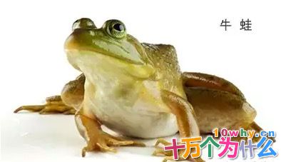 为什么说生物入侵就像是一场没有硝烟的战争