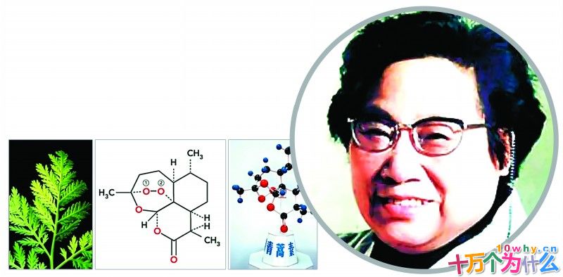 治疗疟疾的青蒿素是怎么发现的