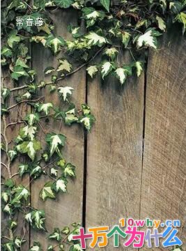 植物有哪些自卫武器