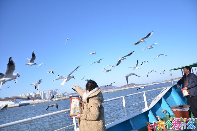 海鸥为什么跟着轮船飞