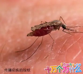 治疗疟疾的青蒿素是怎么发现的