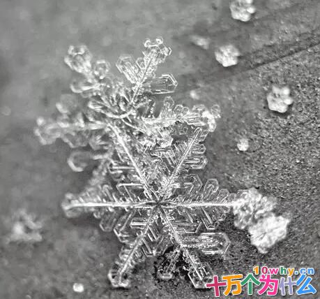 树干被冻裂的树为什么还能活