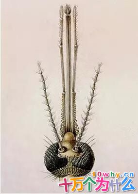 为什么吸血的总是雌蚊子