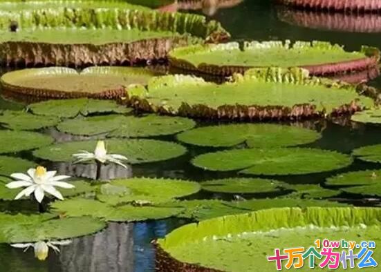 王莲的叶片上为什么能载小孩