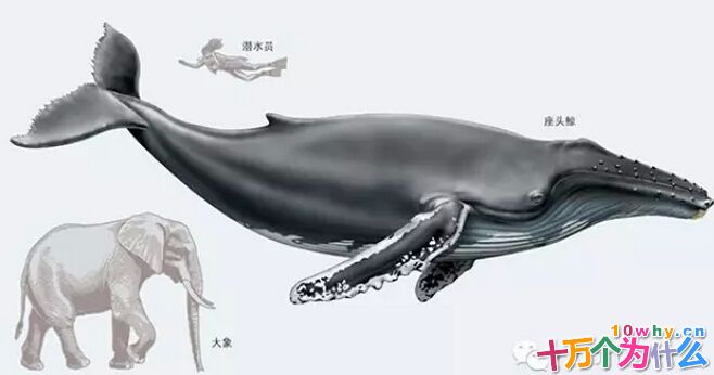 为什么陆地上没有比鲸更重的动物