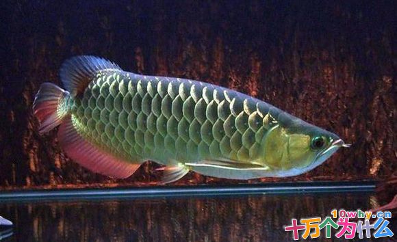 龙鱼是金龙鱼的祖先吗