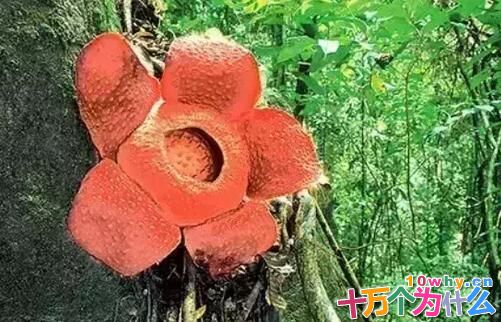 植物有哪些自卫武器