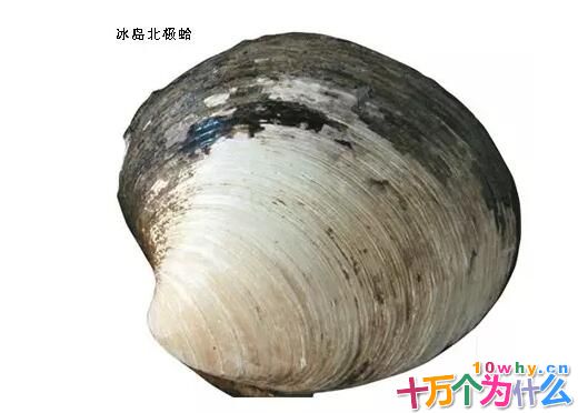 海龟是最长寿的海洋生物吗