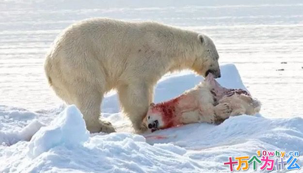 为什么北极熊会噬食同类