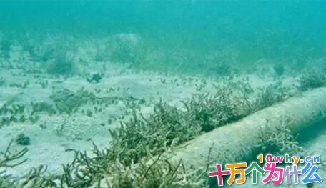 为什么海水也会切断海底缆线