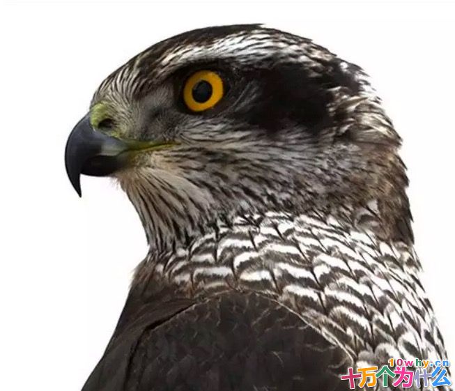 动物眼中看到的物体与人类看到的一样吗