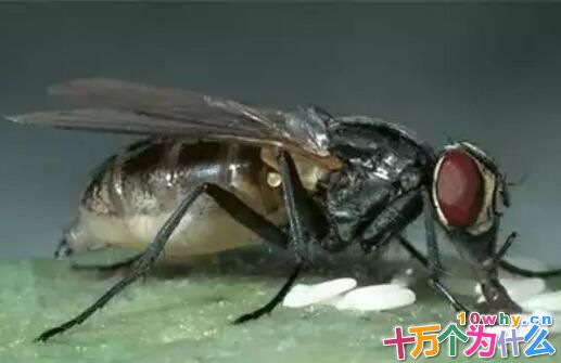 苍蝇为什么让人讨厌