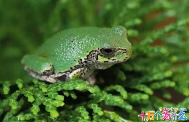 蛙为什么要穿“迷彩服”