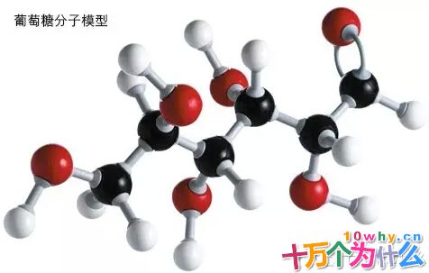 为什么说葡萄糖是人体内最重要的能量来源