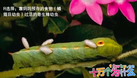 动物的孩子能不能一出生就见到双亲