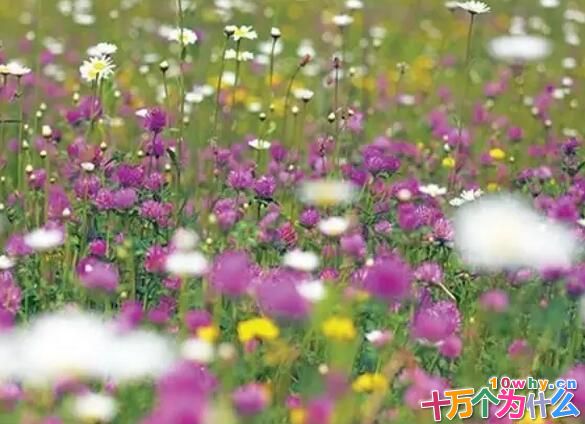 为什么有些花儿爱“追”太阳