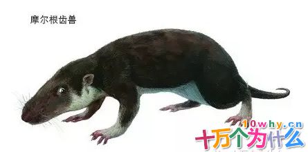 恐龙时代有哺乳动物吗