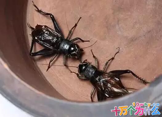 蟋蟀为什么爱打架