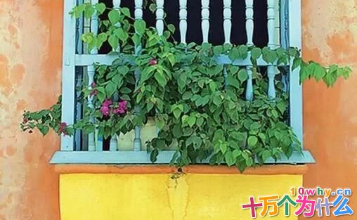 花卉为什么爱把叶片伸出窗外