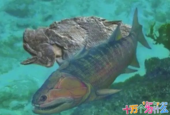 骨头硬的鱼是什么时候出现的