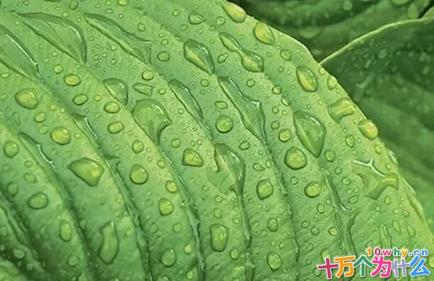 为什么植物的叶片会“流汗”