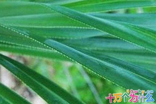 鲁班是如何发明锯子的?古代锯条用什么做的? 鲁班是如何发明锯子的?古代锯条用什么做的?