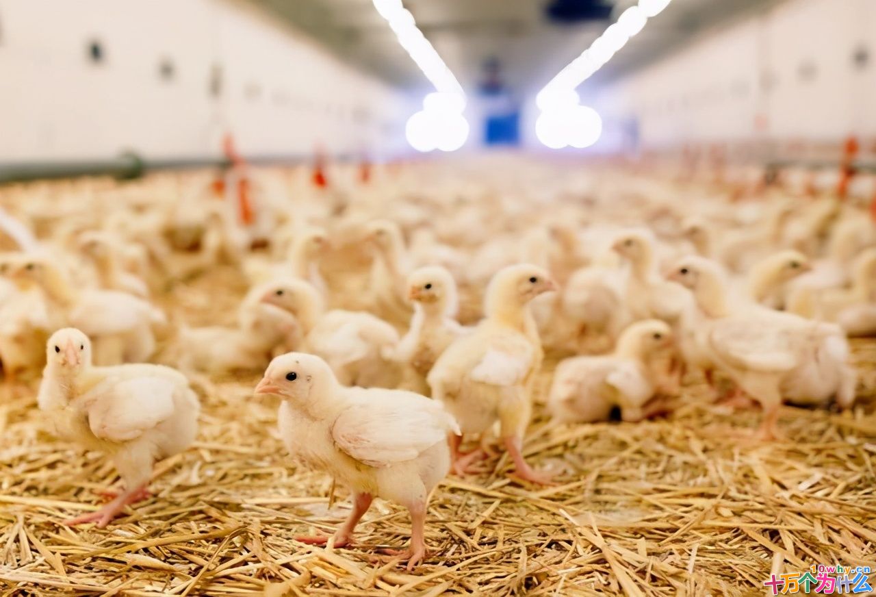 鸡为什么365天都在下蛋？而且未受精，人类利用了鸡的bug